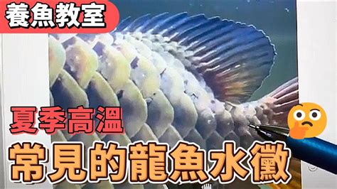 龍魚水温